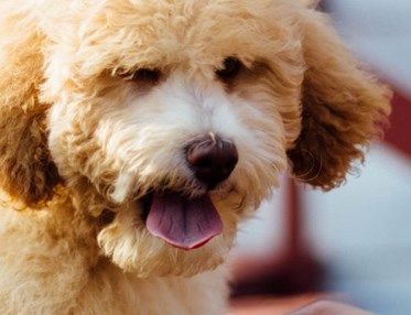 Närbild på ljusbrun, lurvig, hund