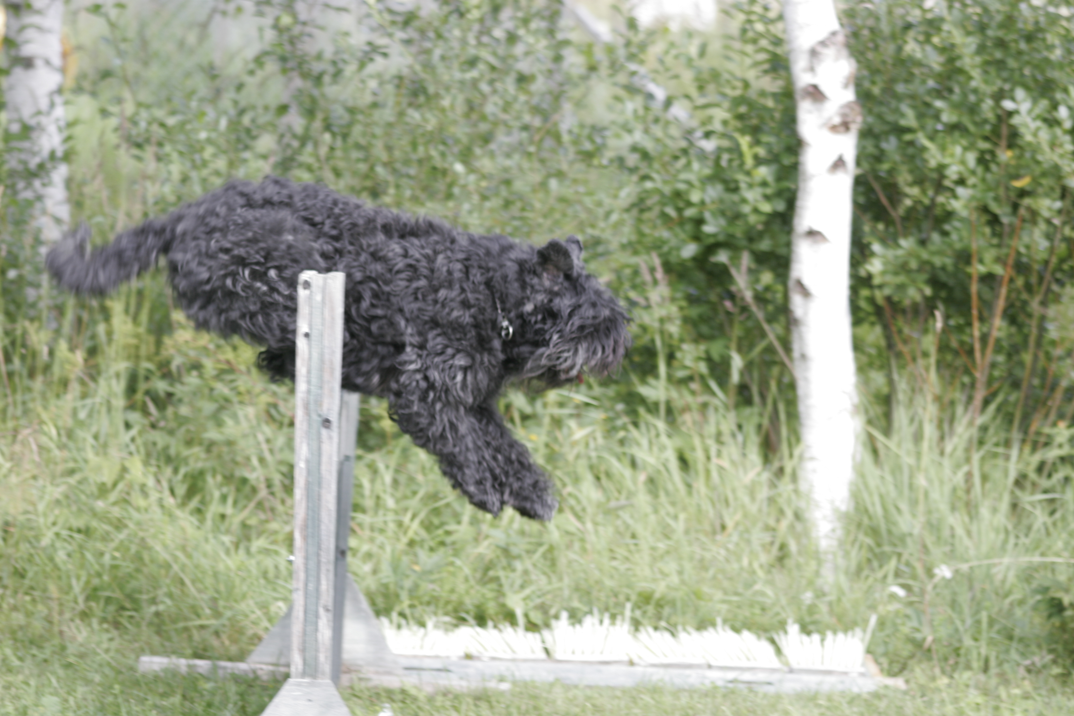 Bouvier des flandres som hoppar över hinder