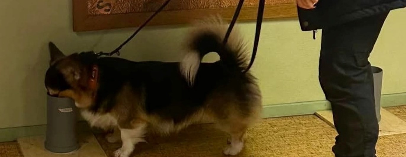 Trefärgad corgi nosar i ett plaströr. Hundförare står bakom.