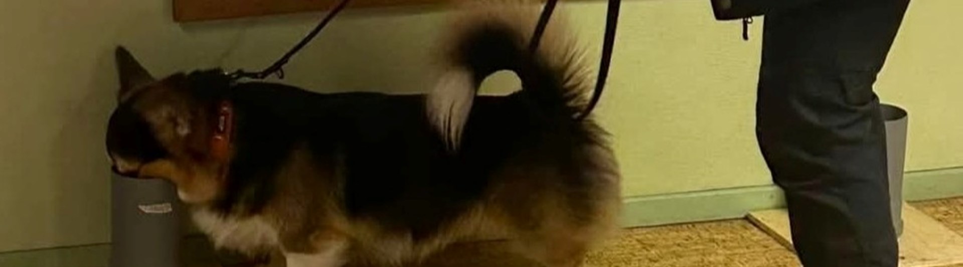 Trefärgad corgi nosar i ett plaströr. Hundförare står bakom.