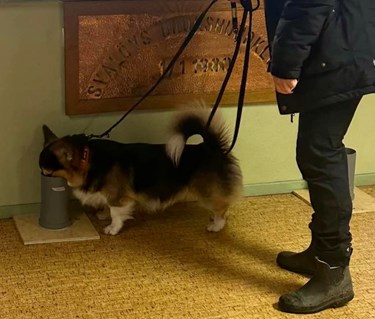 Trefärgad corgi nosar i ett plaströr. Hundförare står bakom.