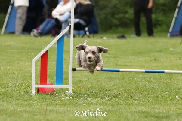En spansk vattenhund som kör agility