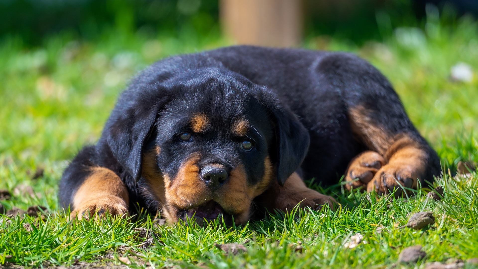 Rottweilervalp