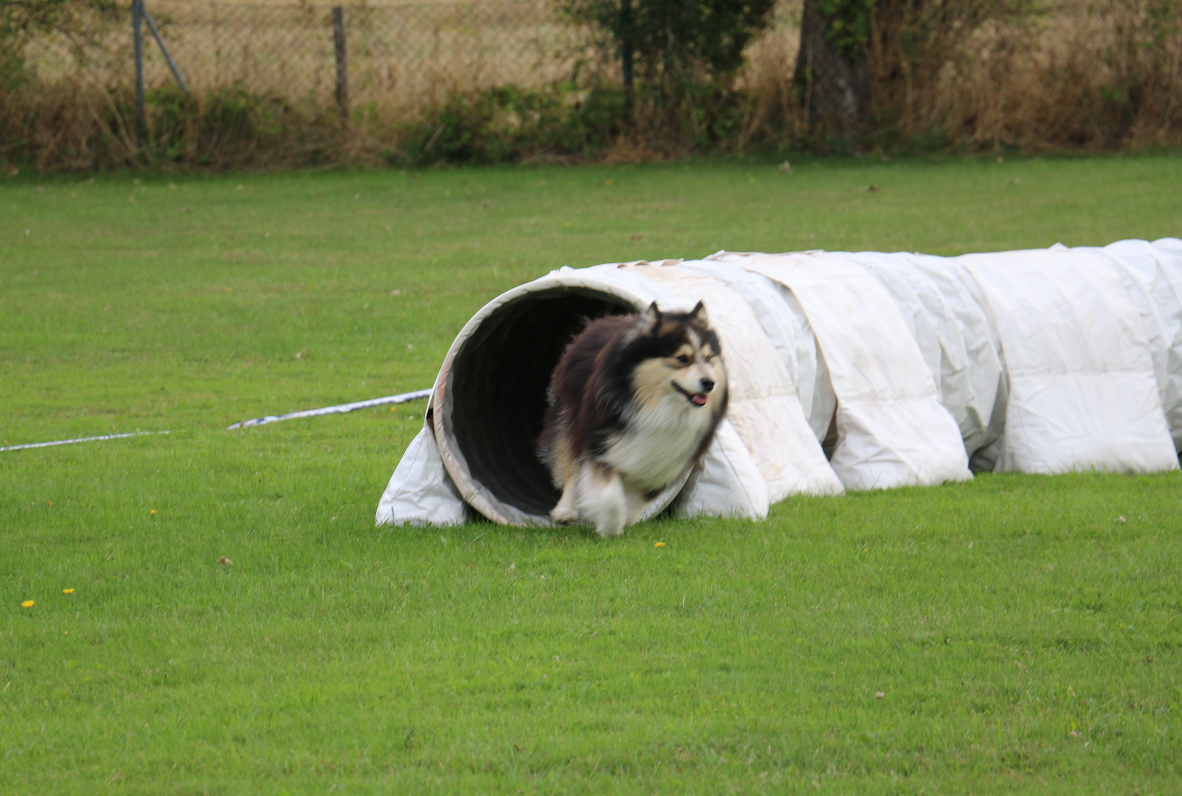 Hund på väg ut ur agilitytunnel vid tävling Trelleborgs Brukshundklubb