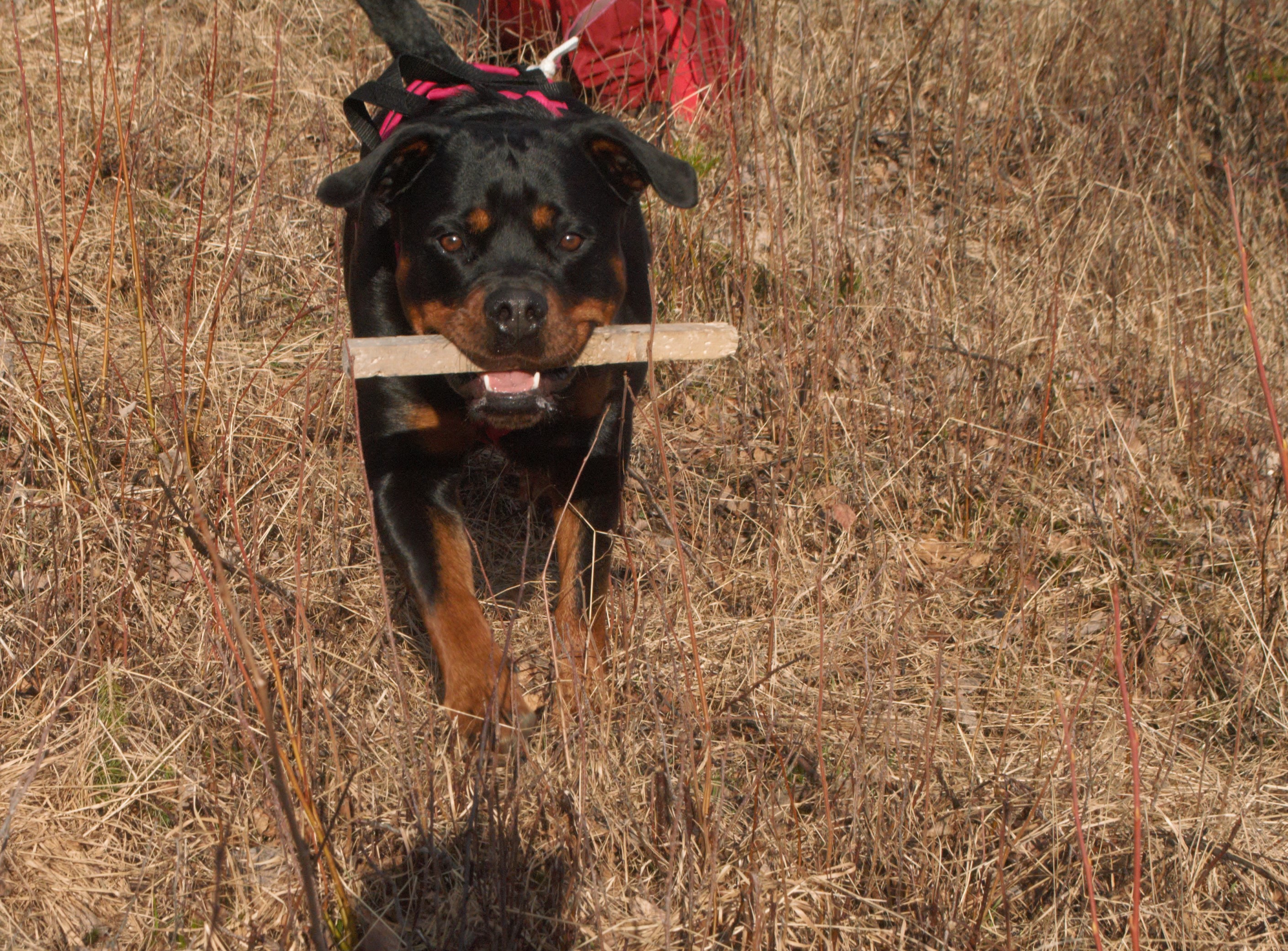En rottweiler som har hämtat en spårpinne, Fotograf Viktoria Berg