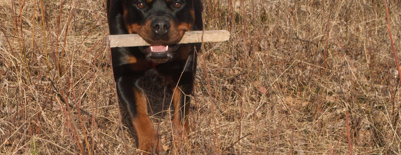 En rottweiler som har hämtat en spårpinne, Fotograf Viktoria Berg