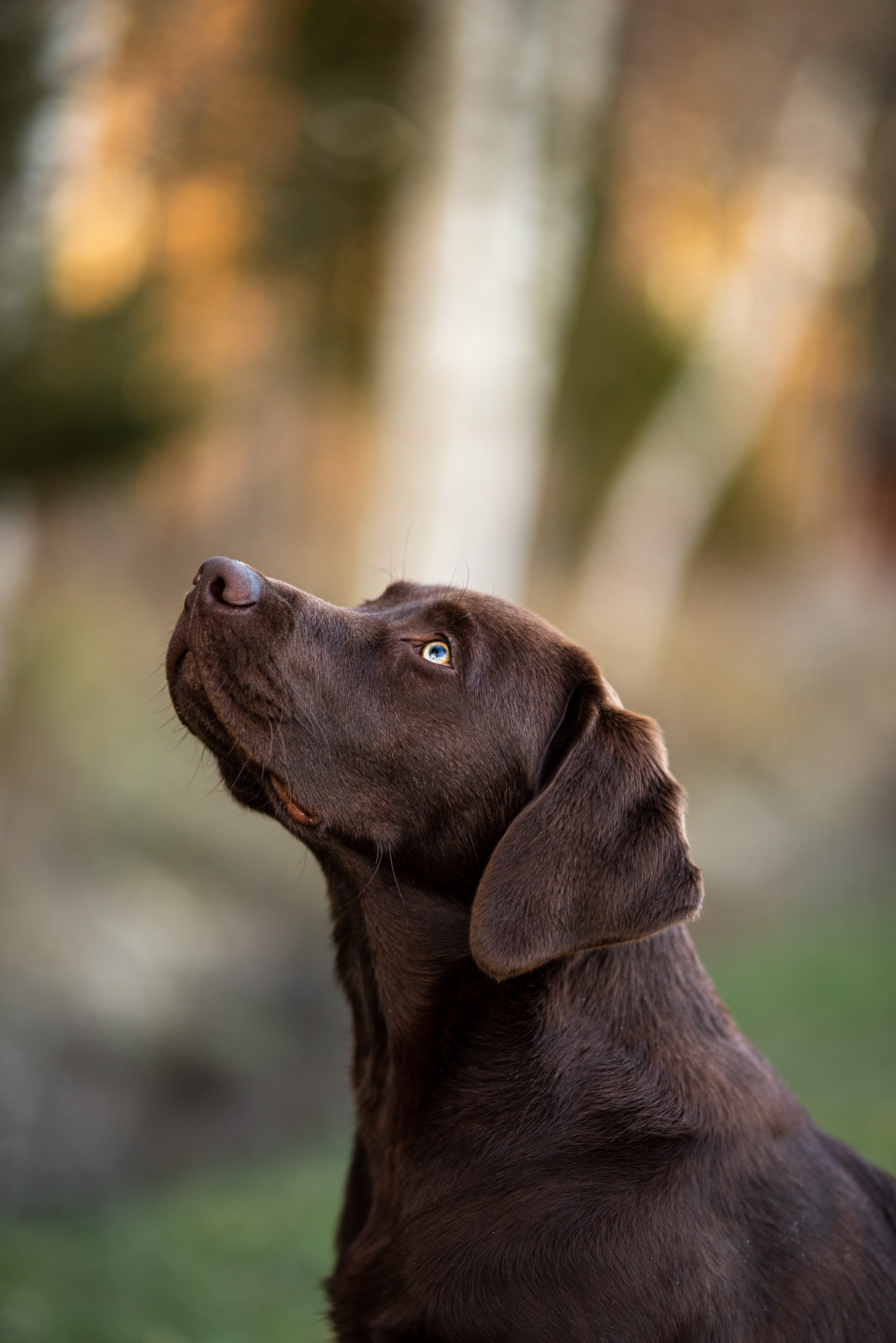 Labrador