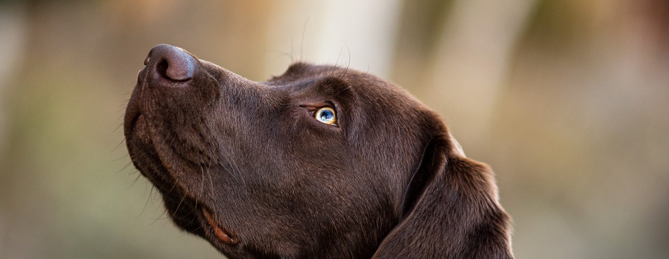 Labrador