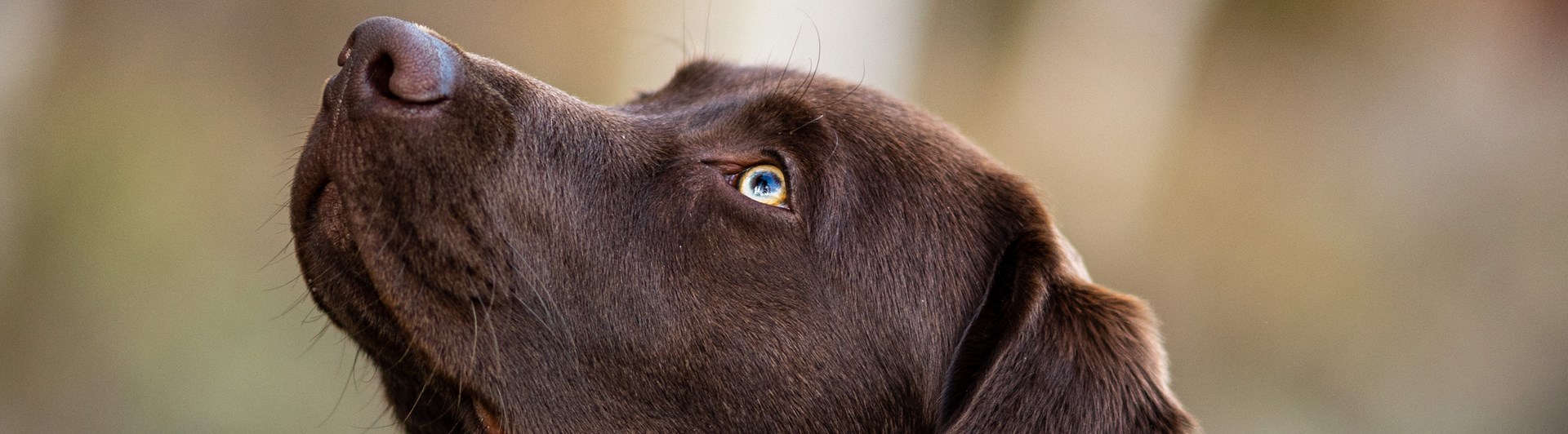 Labrador
