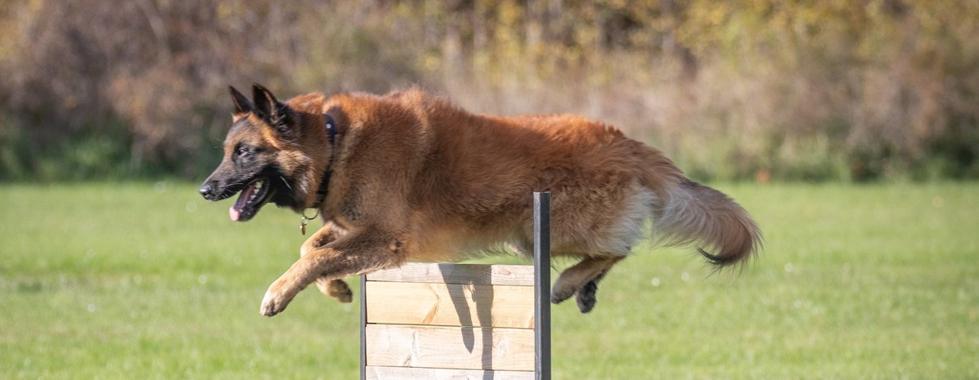 Belgisk Vallhund Tervueren - hopp över brukshinder