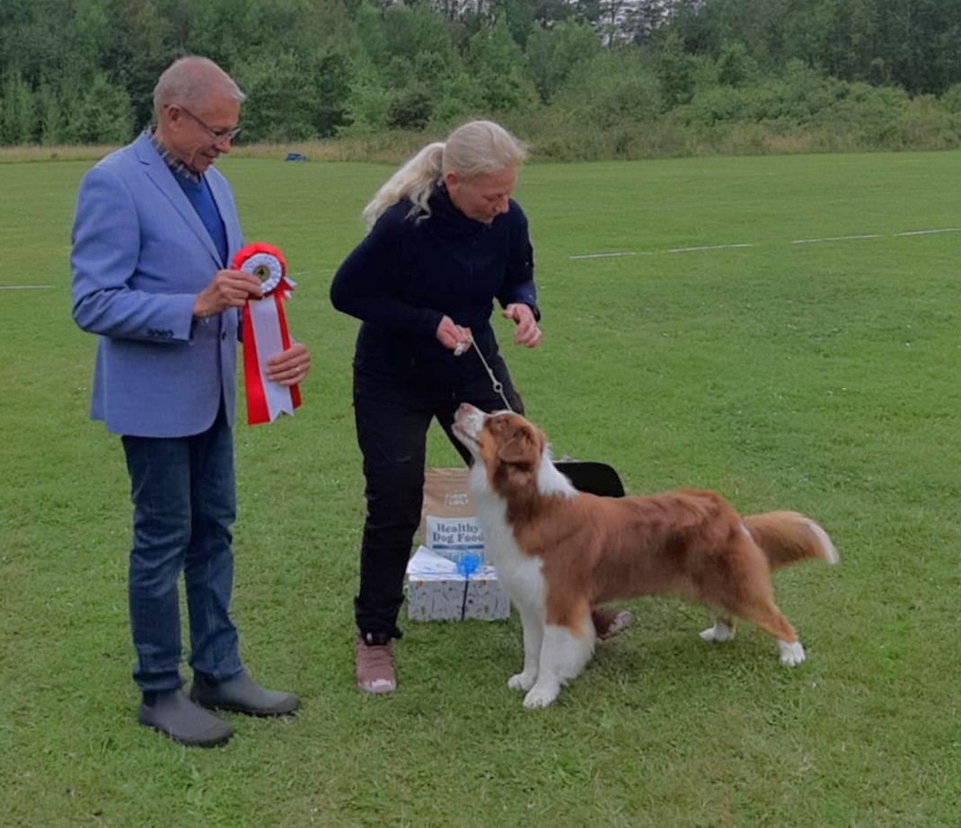 BIS - Australian shepherd