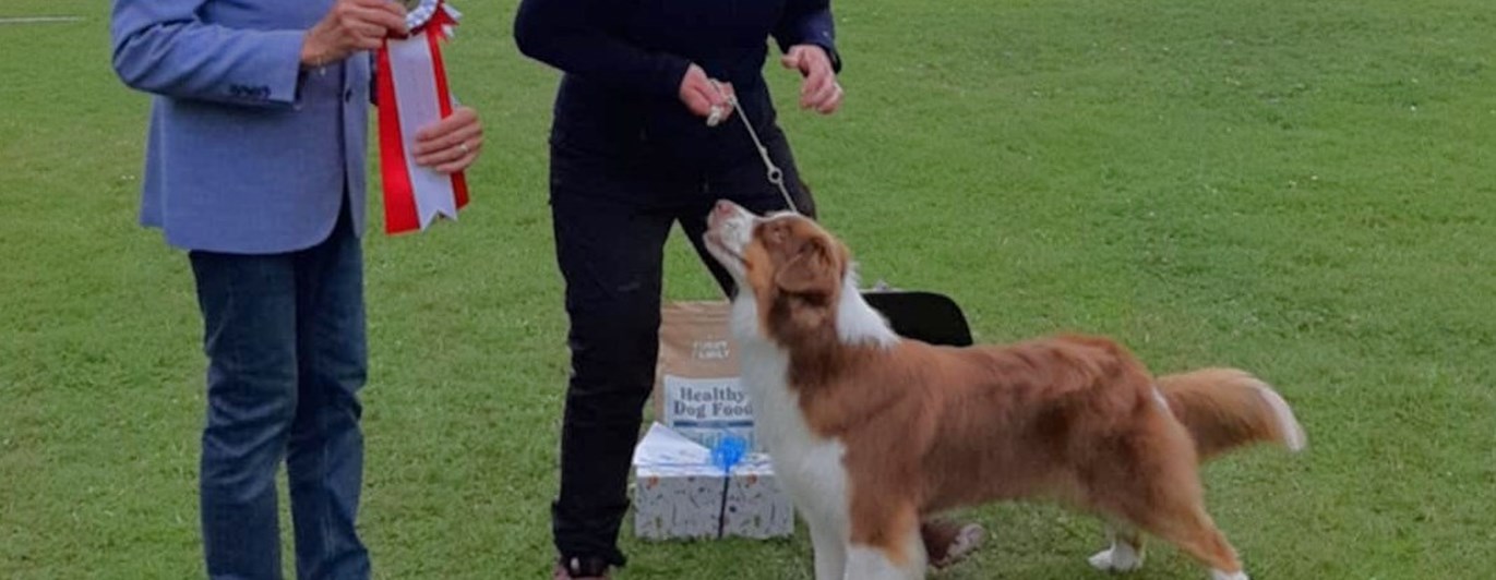 BIS - Australian shepherd