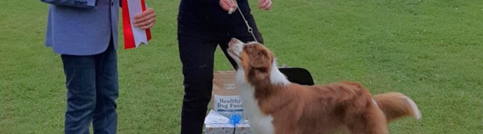 BIS - Australian shepherd