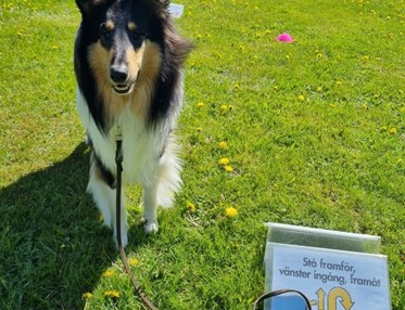Hund bredvid skylt för rallylydnad