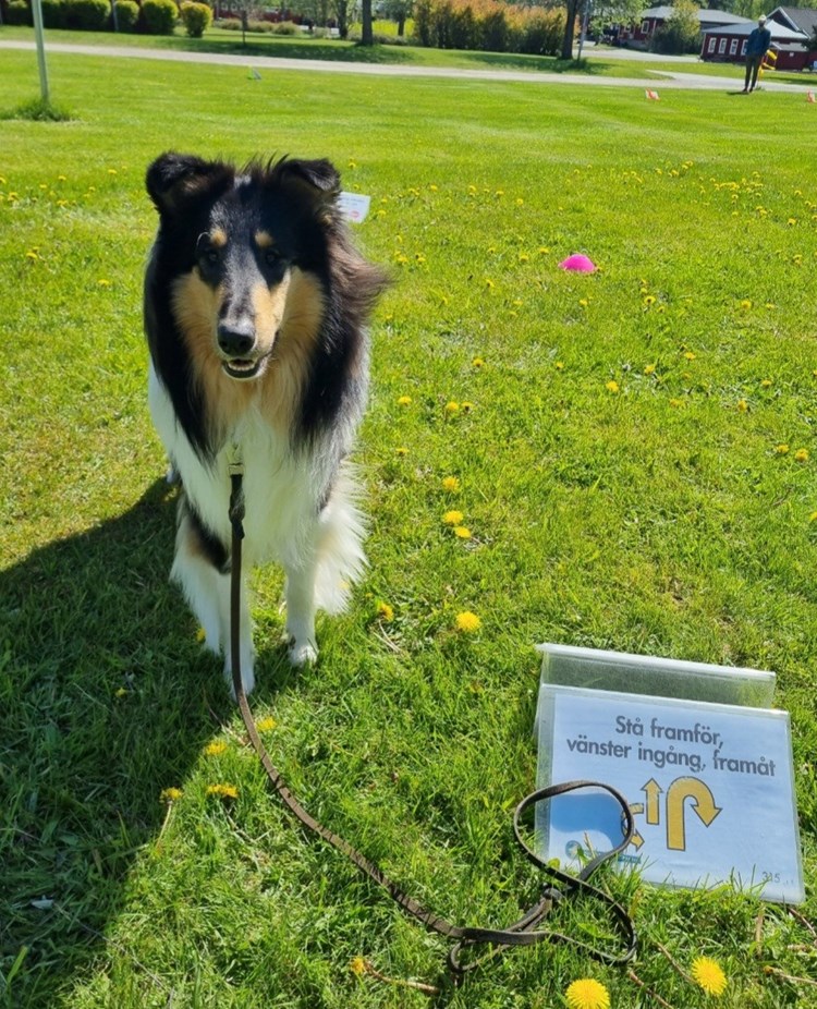 Hund bredvid skylt för rallylydnad