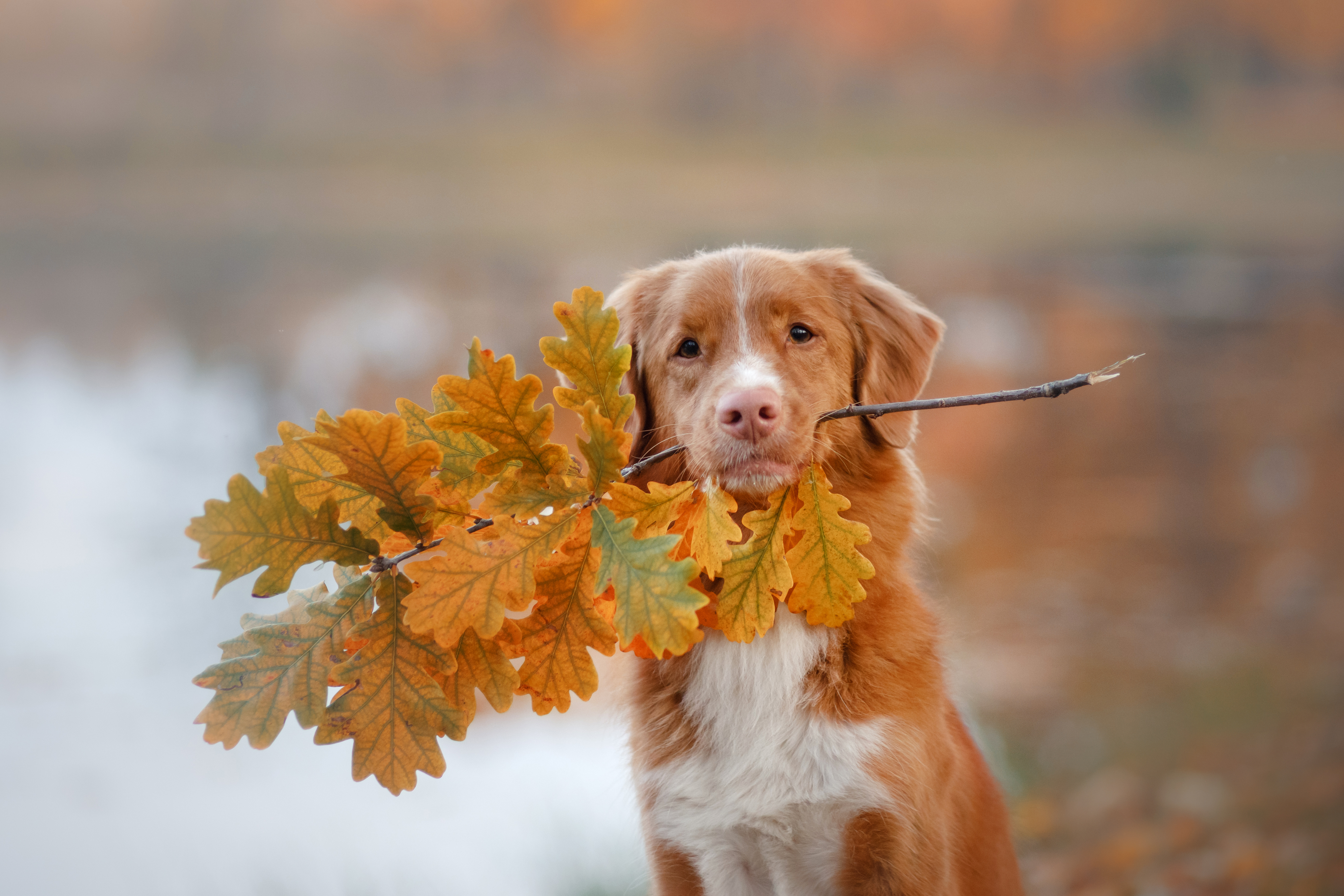 Nova Scotia Duck Tolling Retriever som apporterar en kvist med höstlöv