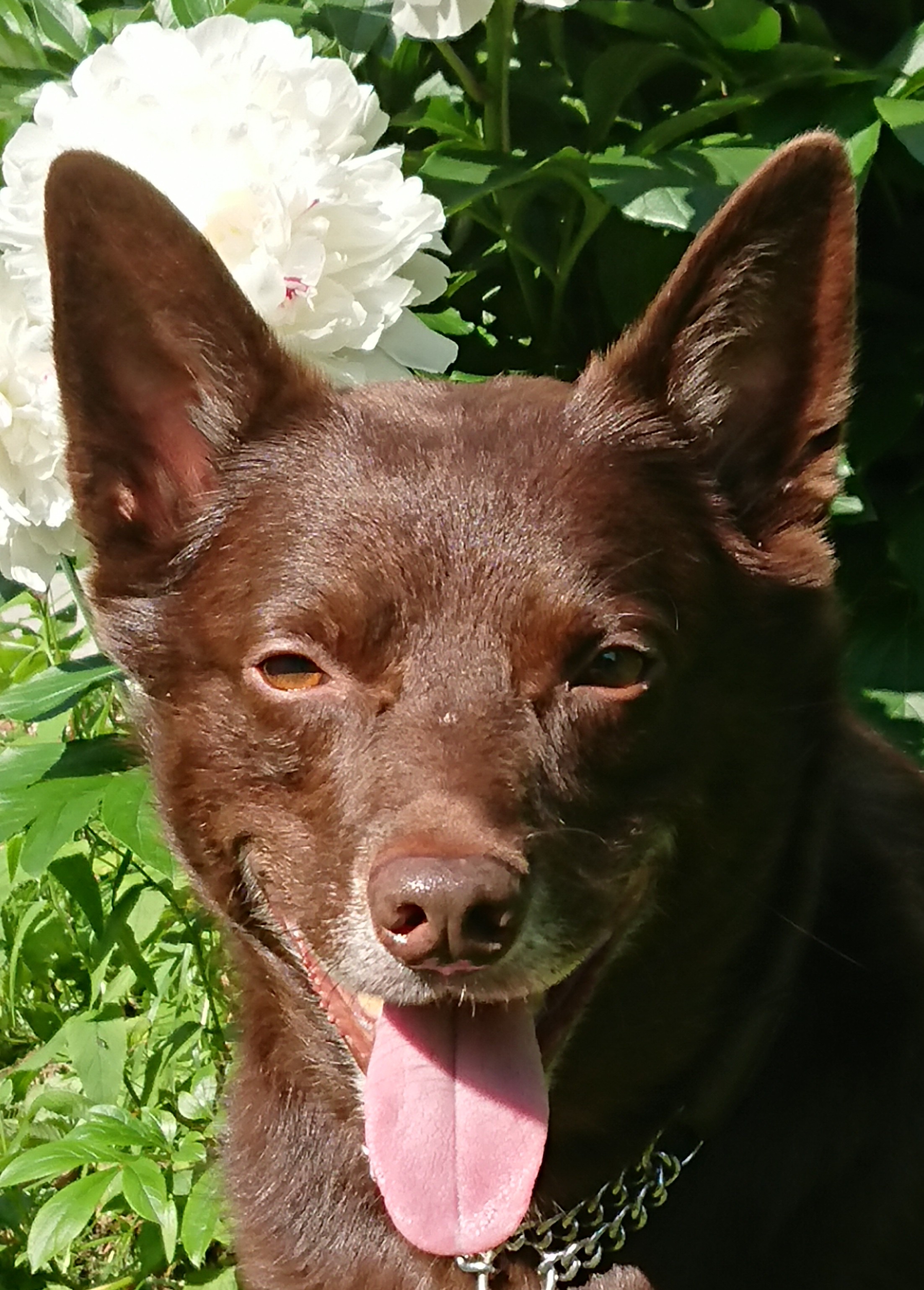Hunden Xeiko 