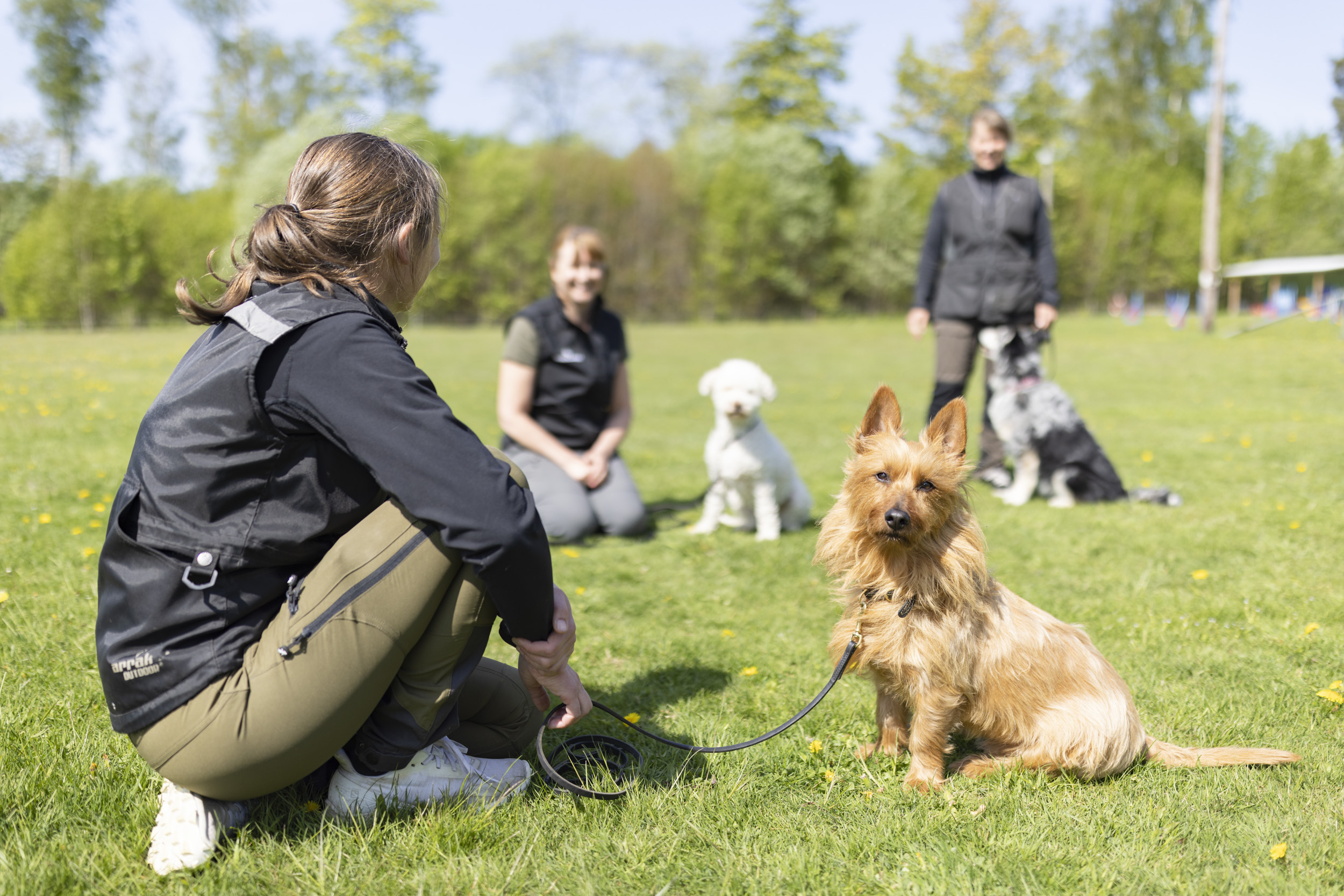 Australisk terrier som tittar in i kameran med sin matte bredvid sig