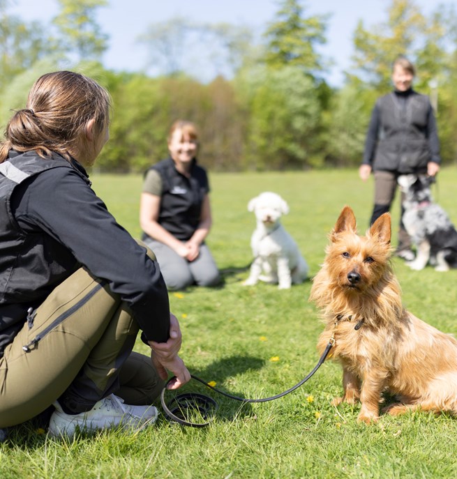 Australisk terrier som tittar in i kameran med sin matte bredvid sig