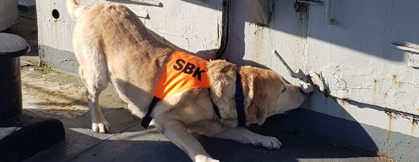 specialsök