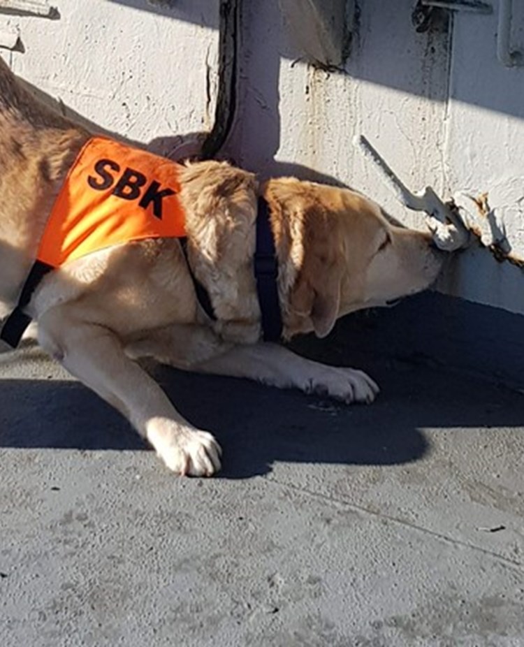 specialsök