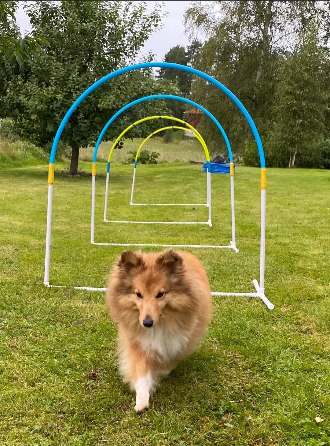 Liten hund tränar Hoopers