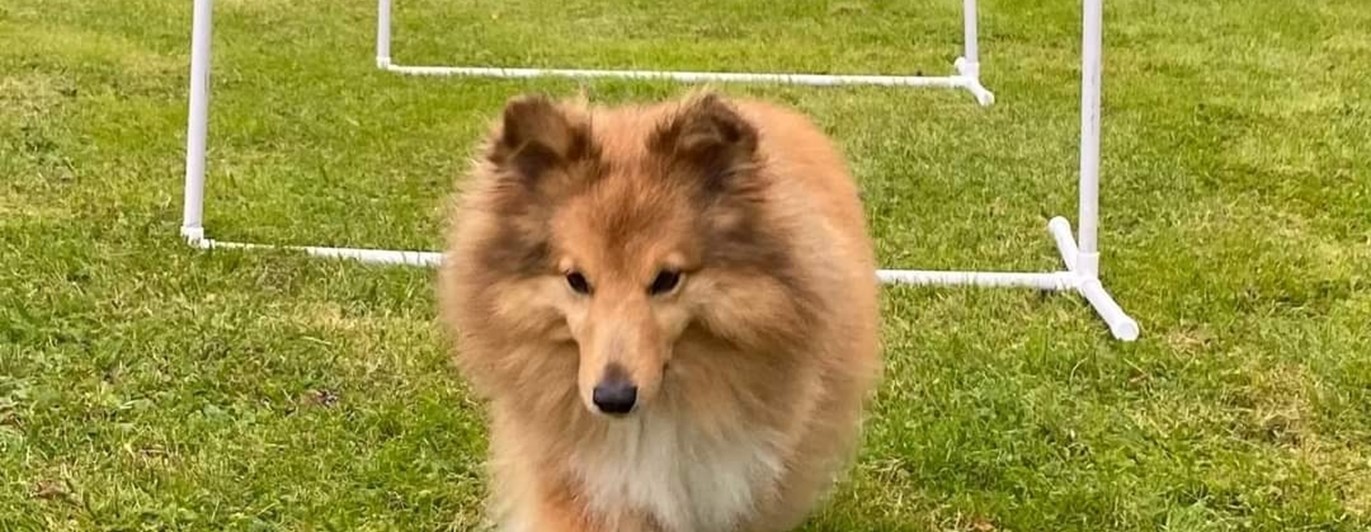 Liten hund tränar Hoopers