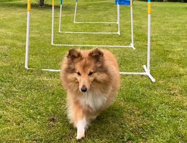 Liten hund tränar Hoopers