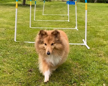Liten hund tränar Hoopers