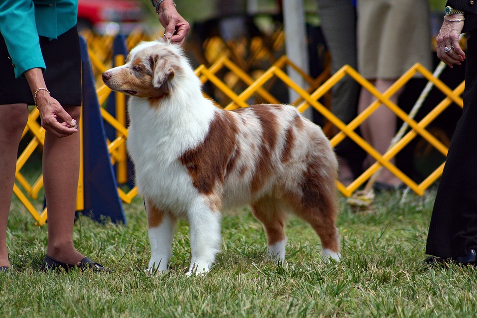 Australian Shepherd på Utställning