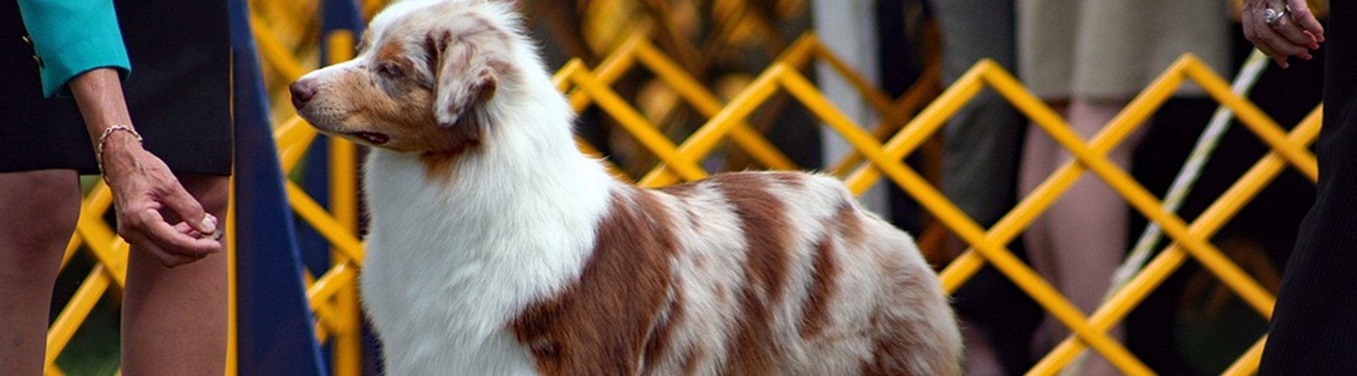 Australian Shepherd på Utställning