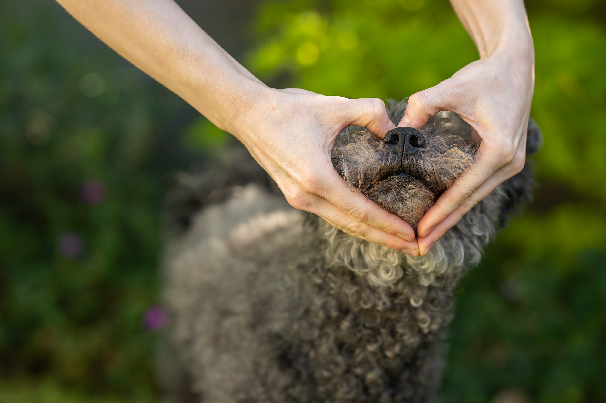 Matte gör en hjärta med händerna runt hundens nos