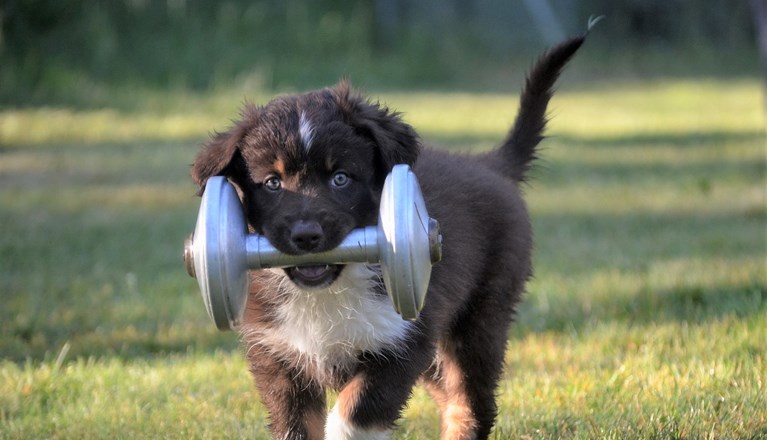 Aussivalp bär metallapport