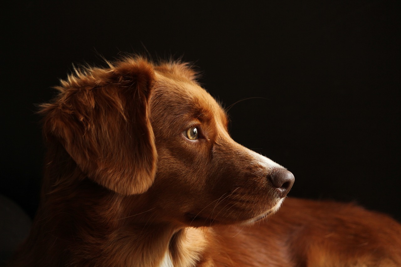 hund retriver