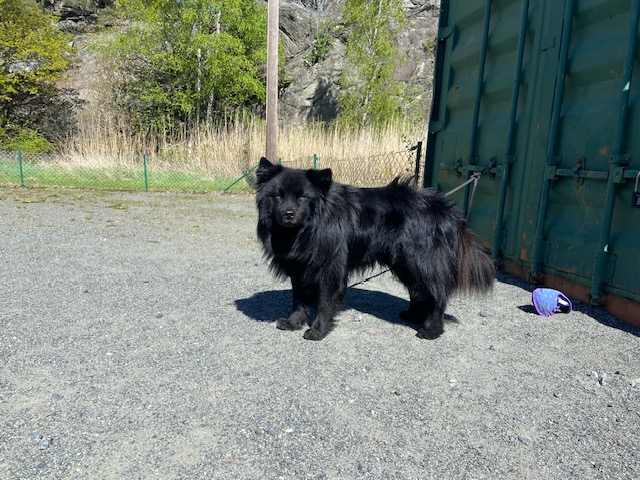 Torslanda-Öckerö Brukshundklubb