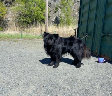 Torslanda-Öckerö Brukshundklubb