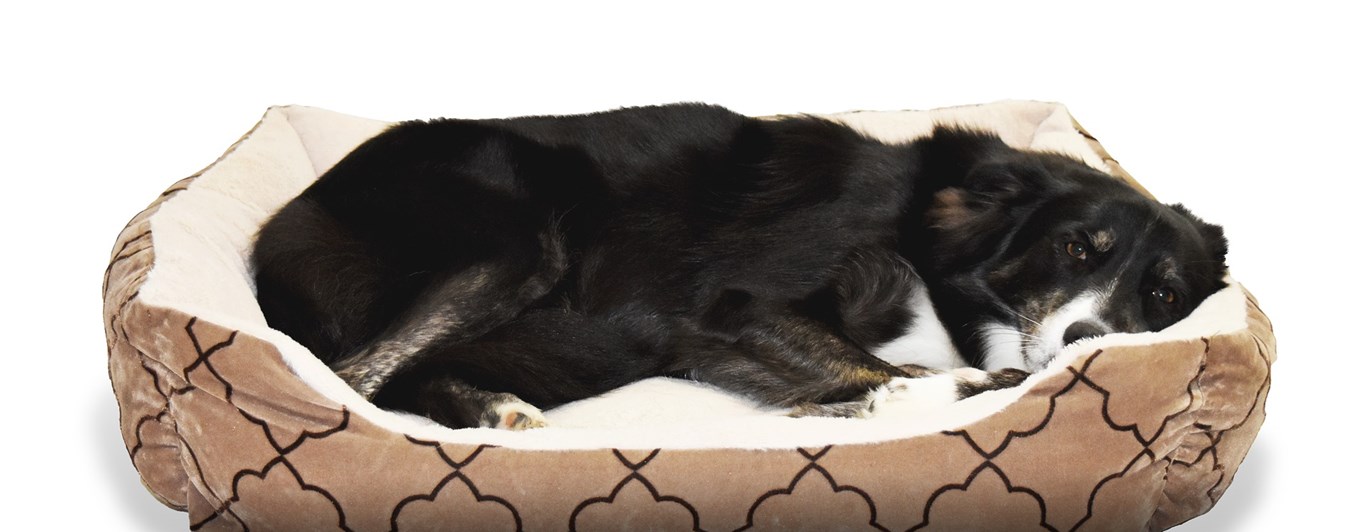 Bild på hund som ligger i en hundsäng.