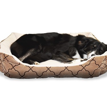 Bild på hund som ligger i en hundsäng.