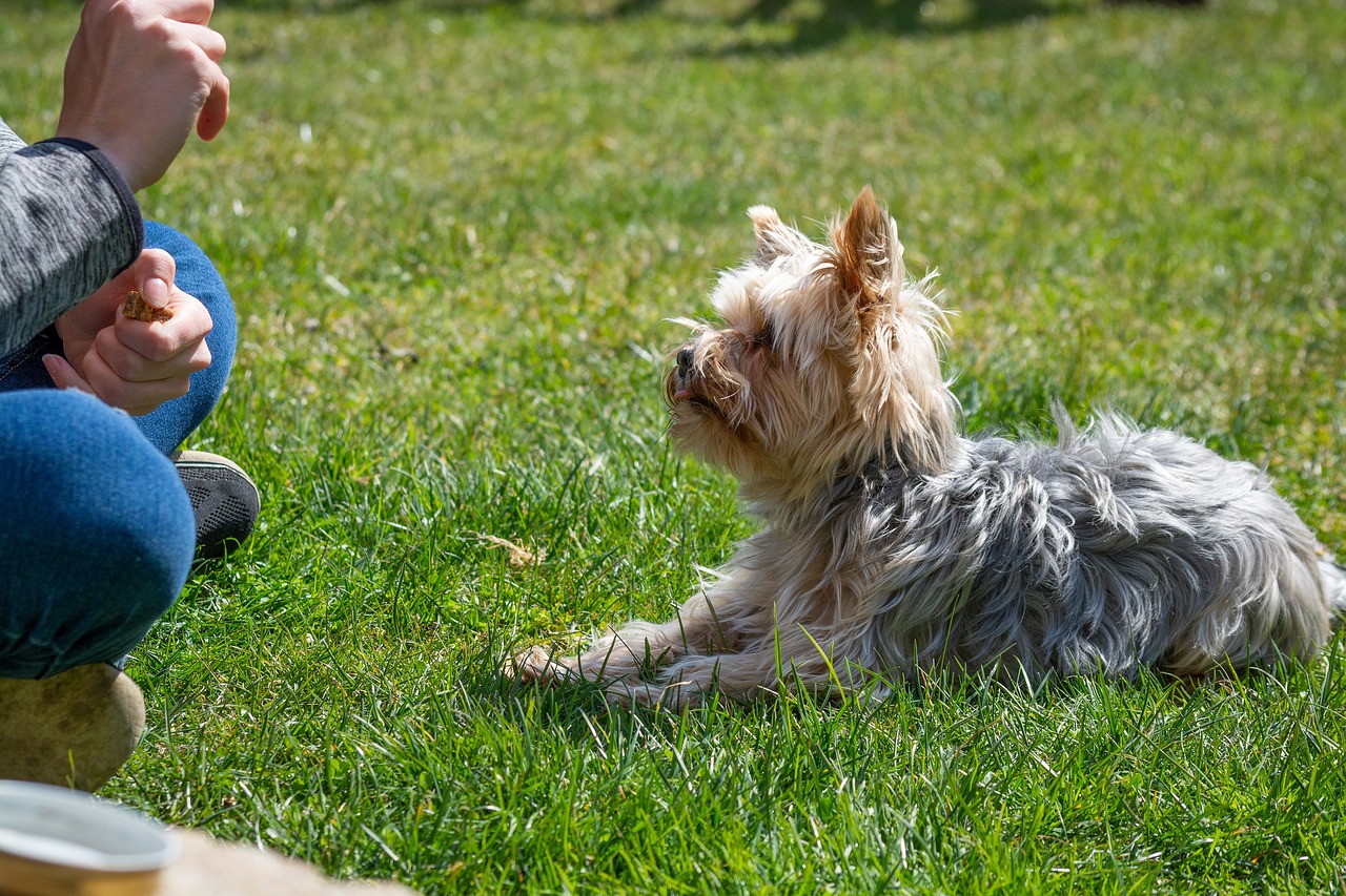 Hundträning 