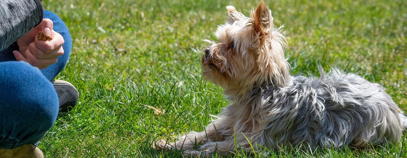 Hundträning
