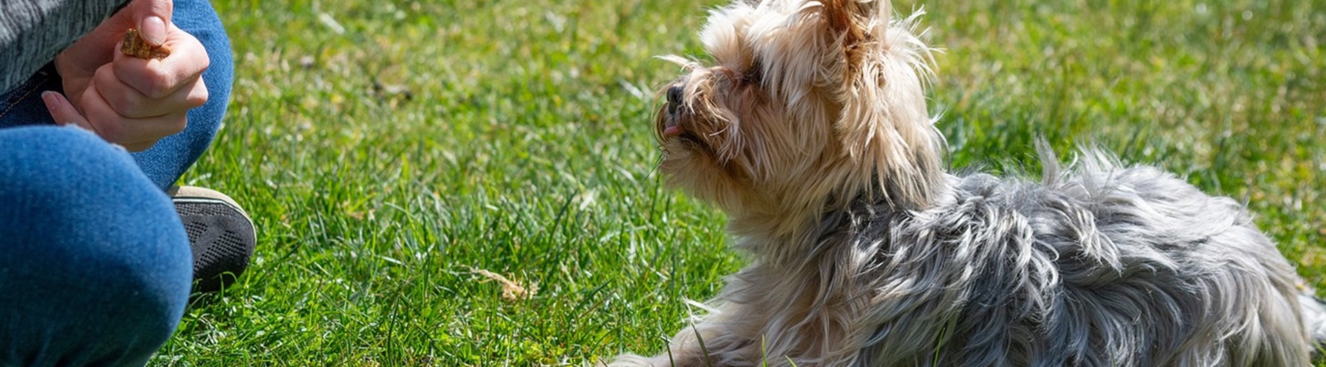 Hundträning