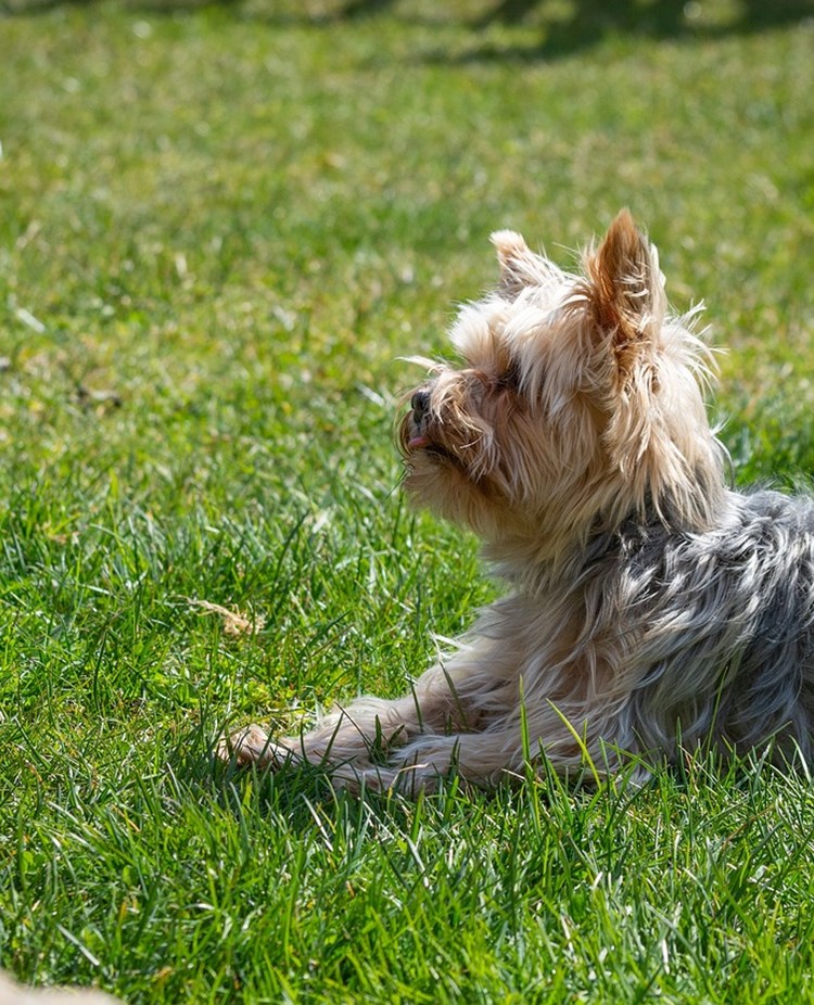 Hundträning