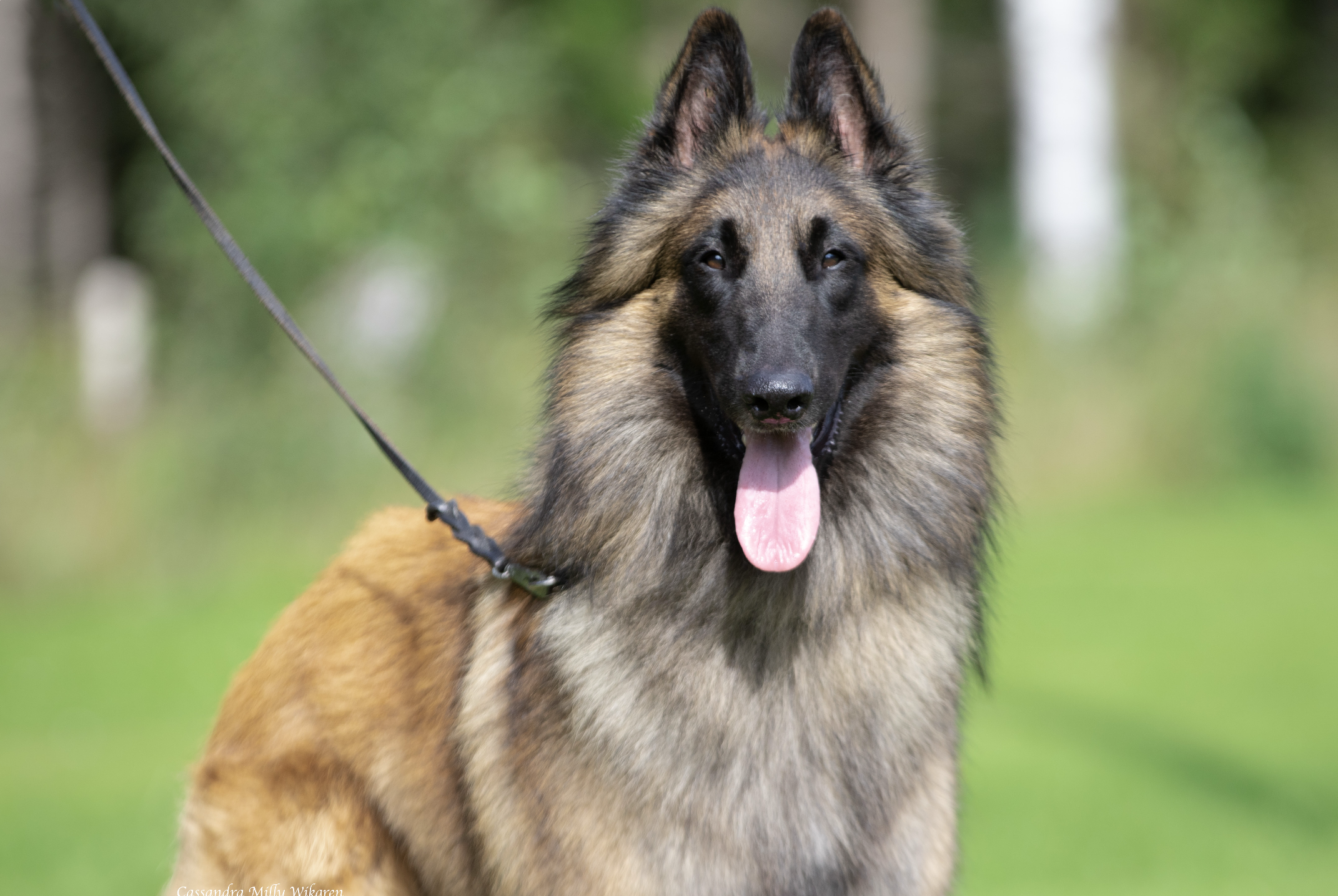 Belgisk vallhund - terv