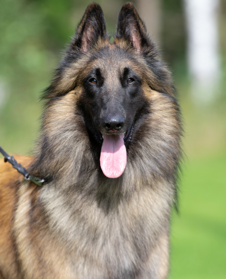 Belgisk vallhund - terv