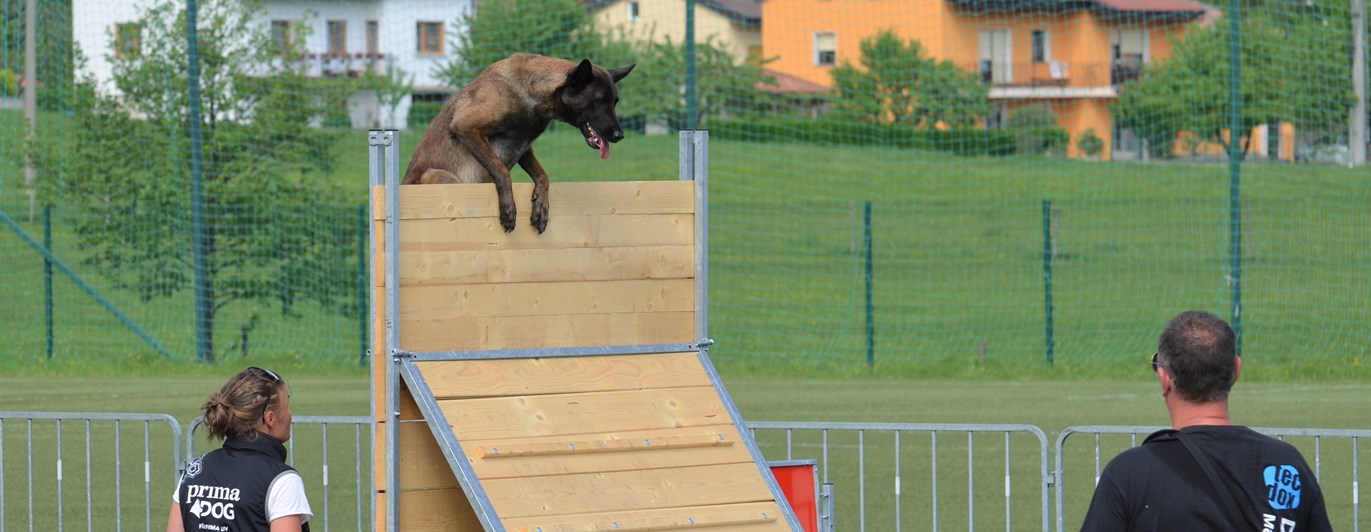 Hund över plank MR