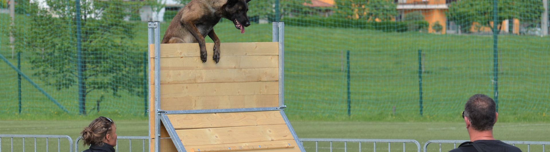 Hund över plank MR