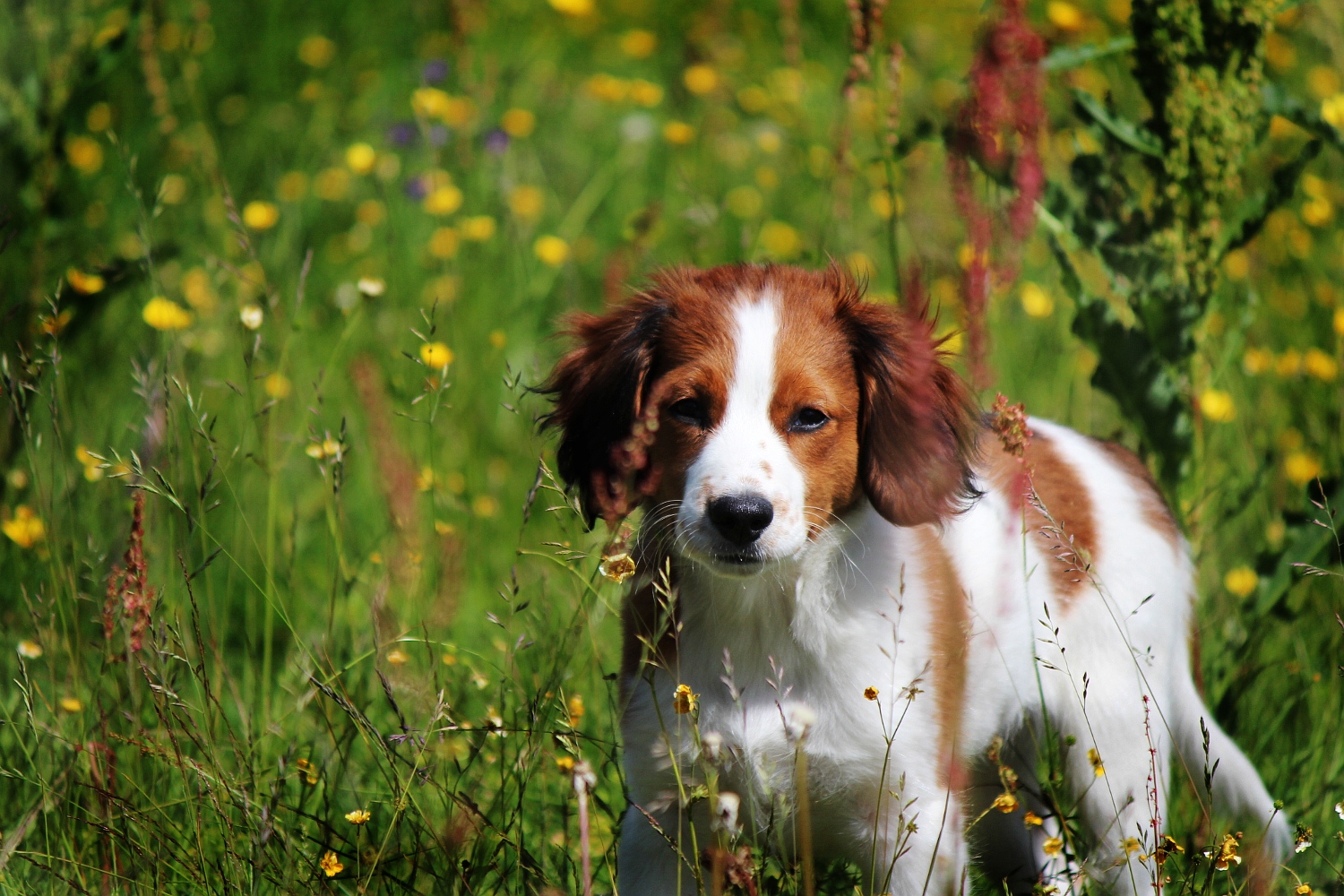 Hundvalp på sommaräng