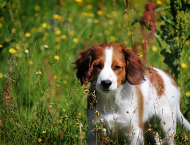 Hundvalp på sommaräng