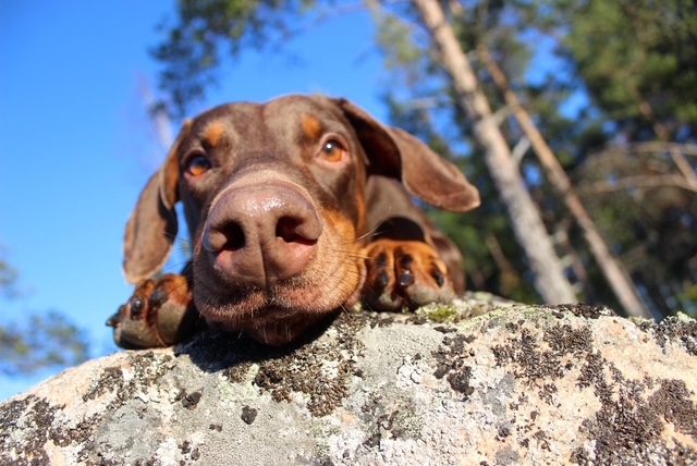 Närbild på doberman som kikar över kanten på en stor sten