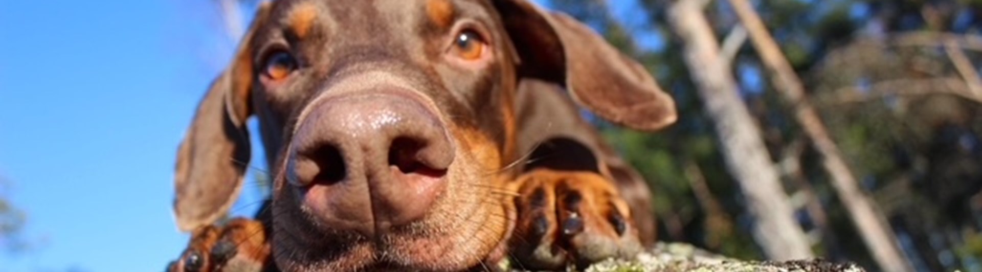 Närbild på doberman som kikar över kanten på en stor sten